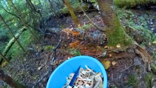 Иду за ОПЯТАМИ по Деревьям с Лесницей #опята #белыегрибы смотреть онлайн