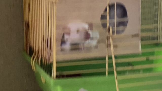 #5 новый домик Вивы смотреть онлайн