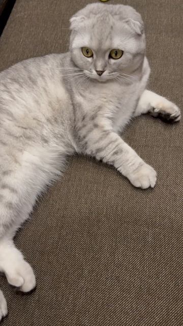 #котикиправятмиром #мимишность #шерри #прикол #шортс #милота #cats #котики #красота #youtubeshorts