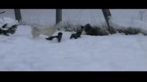 работа ягдтерьеров по кабану 8 месяцев