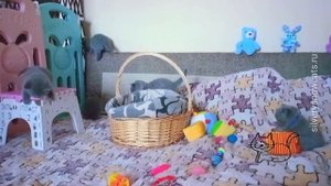 Маленкие британские котята бегают, играют, сил набирают