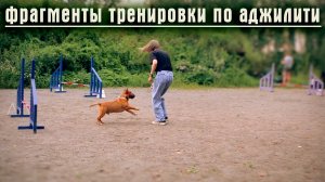 Бультерьер на аджилити. 6 занятие.