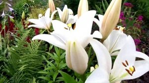 ЦВЕТОЧНЫЕ УГОЛКИ НА МОЕЙ ДАЧЕ В ПОДМОСКОВЬЕ. ИЮЛЬ 2016ГОД.