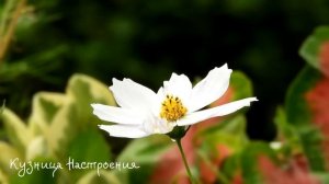 1 июня Иванов День. Что нельзя делать 1 июня в Иванов День. Народные приметы и Традиции Дня.