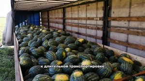 Арбуз Ромено F1