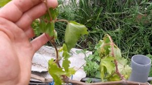 Виноград Валёк, завяли побеги.