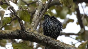 Starling / Sturnus vulgaris / Varnėnas /  Скворец