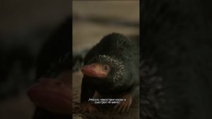 ФФ"Раненый зверь" — 2 часть |Римус Люпин