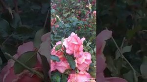 les fleurs de mon jardin 🌹🌹🌹🌹🌹🌹