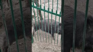 Дендрозоопарк в Алуште