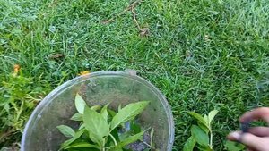 Черенкование гортензии сентябрь 2024