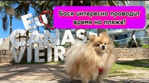 Как Бася интересно проводит время на пляже!