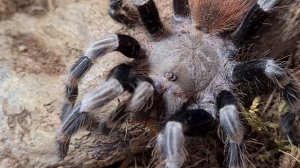 Tarantula Feeding [Nhandu Chromatus]