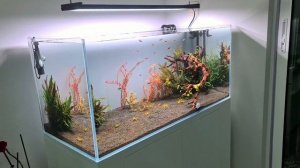 chihiros wrgb 2 pro Viv ultraclear aquarium