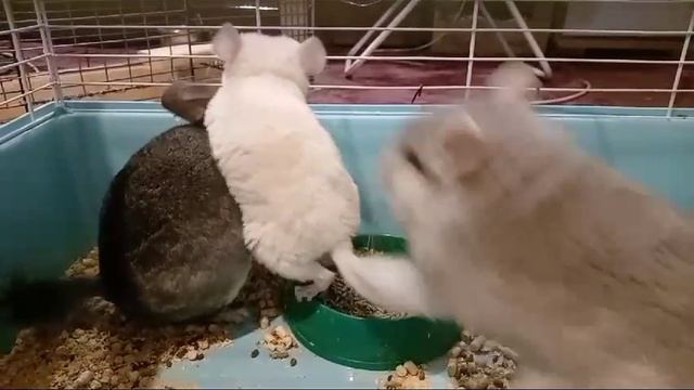 Шиншиллы играют