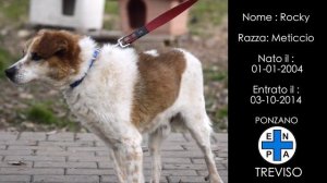 RIFUGIO ENPA PONZANO - TREVISO: Gennaio 2015 - E' ora di uscire di qui