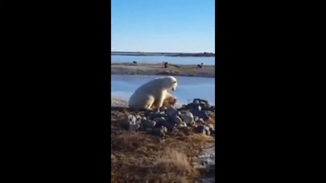 БЕЛЫЙ МЕДВЕДЬ ГЛАДИТ СОБАЧКУ смотреть онлайн