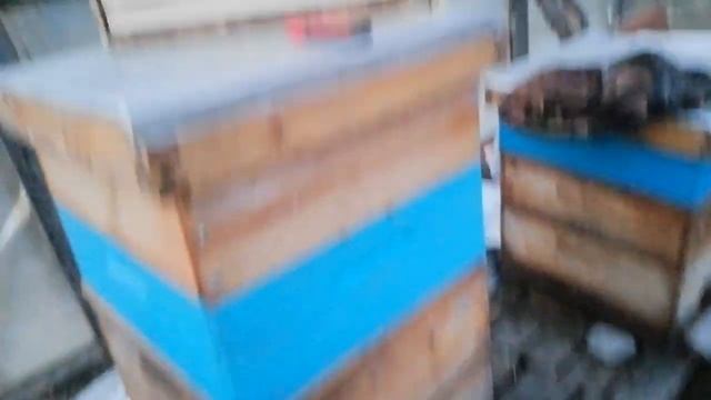 Продолжаем наблюдать за пасекой на иве 24 0419 +4 7