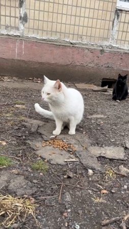 Вот такое беленькое чудо выживает в подвале многоквартирного дома😞