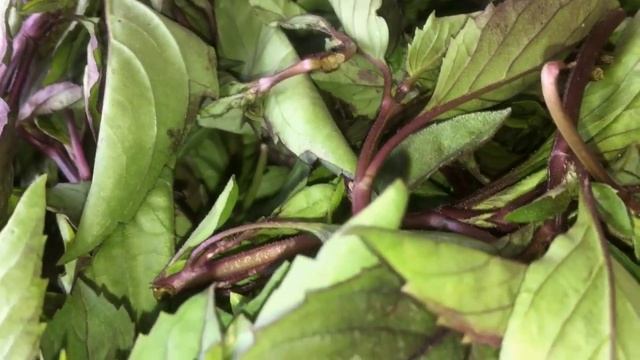 Ռեհանի հրաշք հատկությունների մասին смотреть онлайн