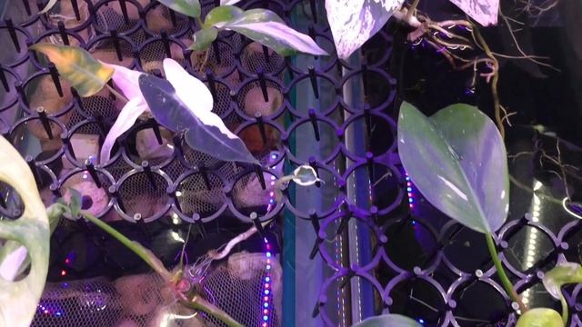 Aquaponics using sump tank system
