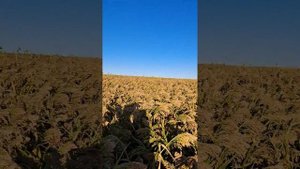 Десикация проса