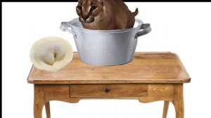 ШЛЁПА ПРОТИВ ПЕЛЬМЕНЯ + КЛИП ШЛЁПЫ.