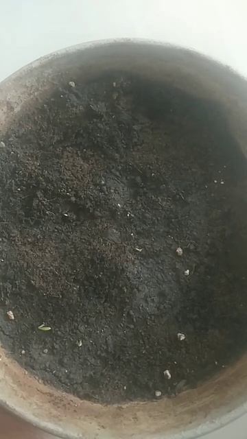 hybrid धनिया ka diy 8th day par no water 🏜 #shorts #garden #plants смотреть онлайн