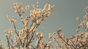 Премьера клипа: "Алыча" (Пронзительная и глубокая песня)