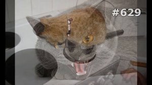 #629. Самые улетные коты