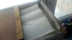 пчёлы в квартире 2019