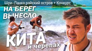 Бродяжничаю по Шри-Ланке / Жизнь на берегу океана #путешествие #шриланка