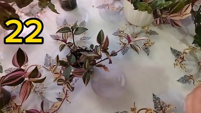 Излишки растений 🌿🌸🌱/ Не актуально