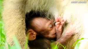 Baby Monkey Rex Swing And Jumping By Young Mom Monkey Rose, So Adorable Lovely Cute Baby Monkey Rex