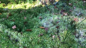 ГЛОКСИНИИ ОЧЕНЬ БЫСТРО РАСТУТ…Что цветет осенью.