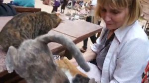 Кормим кошек кефиром