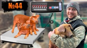 №44 👆Какой вес у наших поросят в 1 месяц?(породы дюрок)
