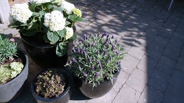 Garden Tour смотреть онлайн