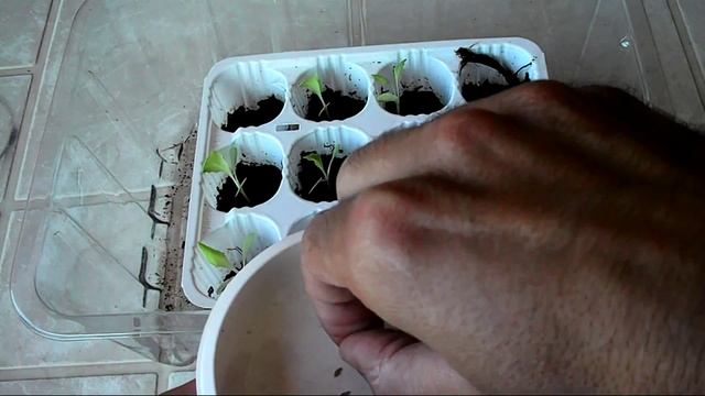 Hydroponics - How to Start Lettuce Seeds for Hydroponics (The Easy Way) - Part 2