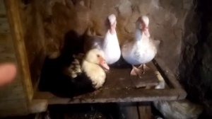 Продаю индоуток. Продам мускусных уток.