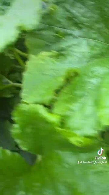 Kugelzucchini Love #shortvideo #shorts смотреть онлайн