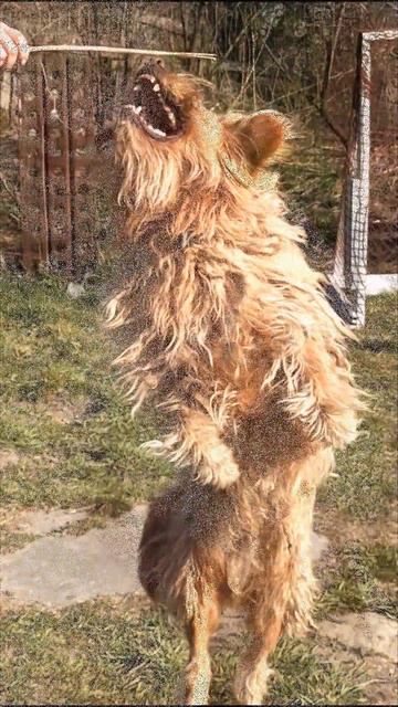 Сюрприз для Чарлика! Очаровательный бишон фризе готов покорить его сердце! смотреть онлайн