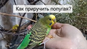 Как приручить попугая? Волнистые попугаи кушают с рук.