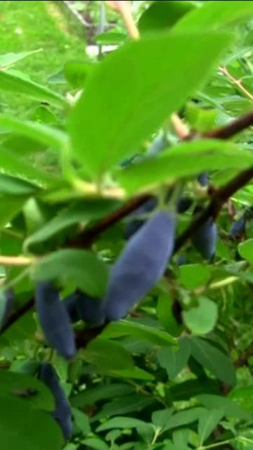 Жимолость. Дмитрий Шлапак смотреть онлайн