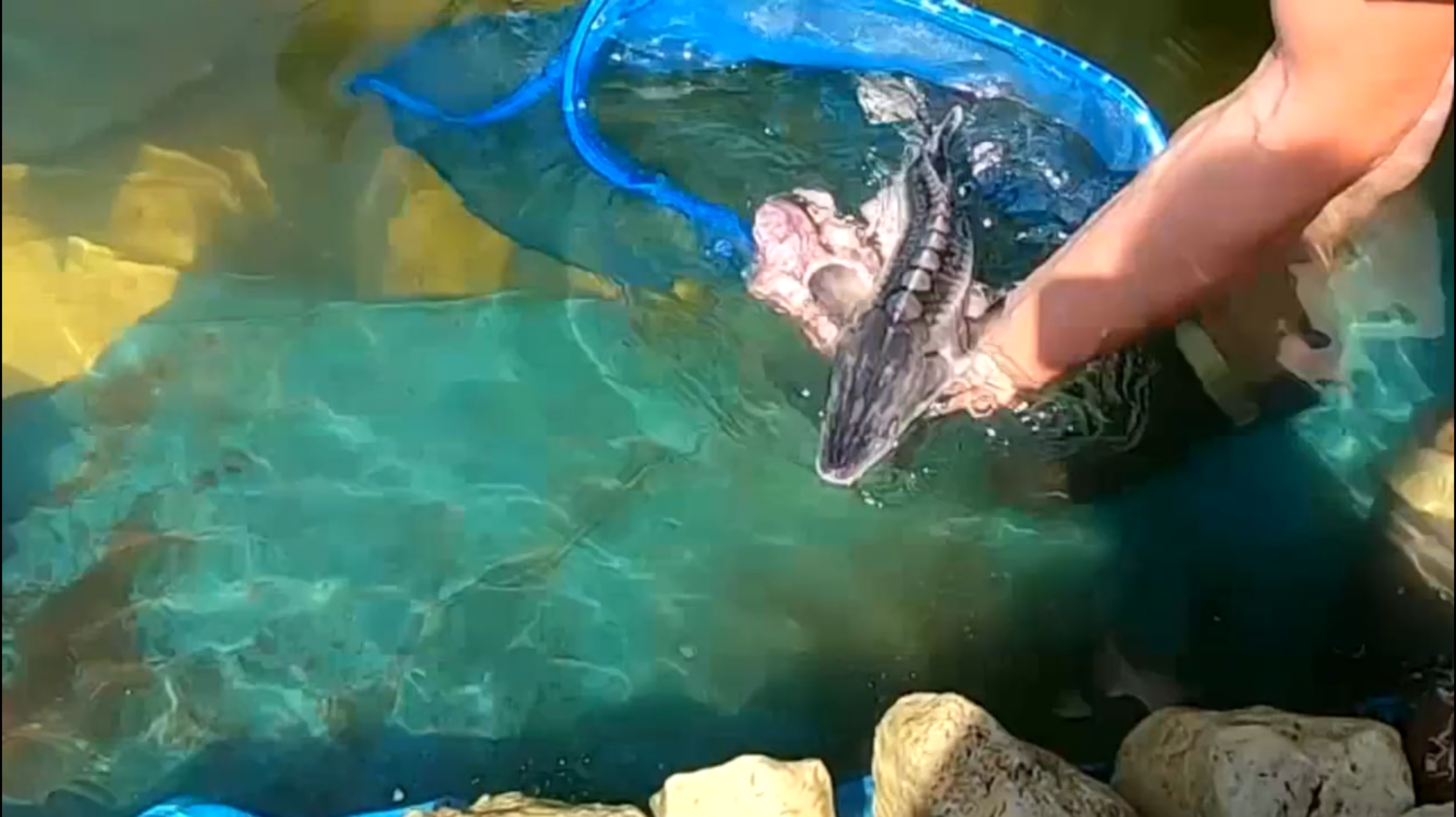 Запустил русского осетра и гибрид Калуга и Амурского осетра в свой новый пруд на даче смотреть онлайн