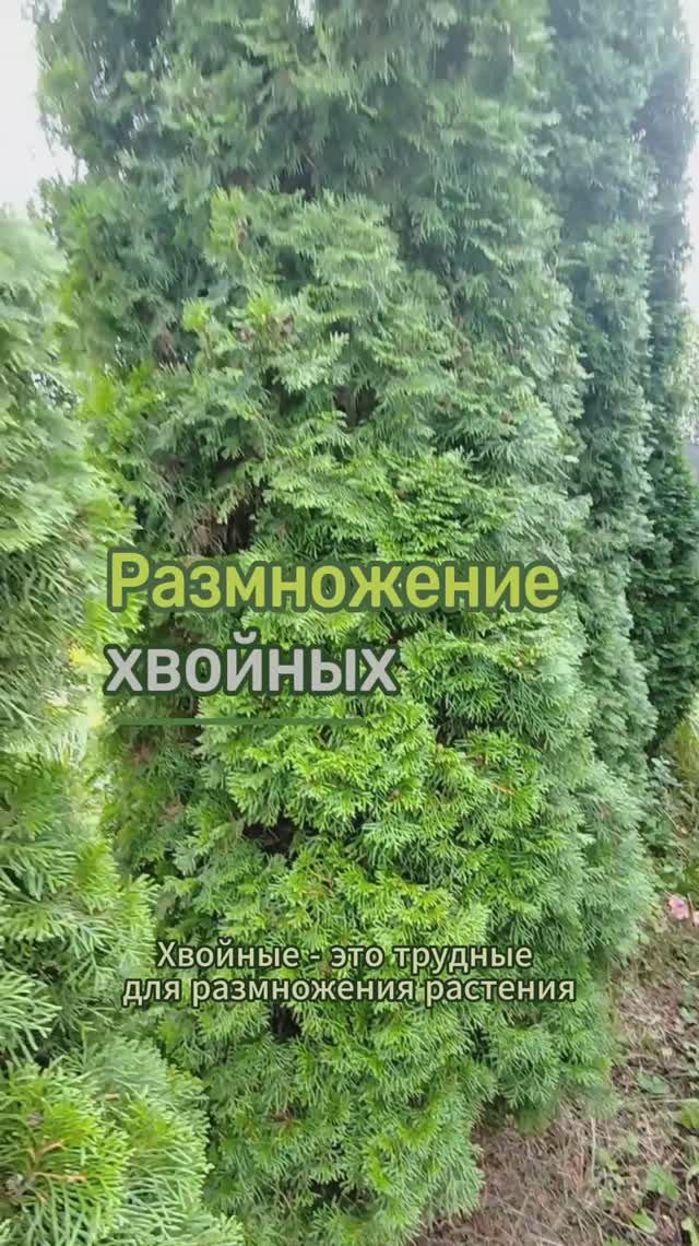 Размножение хвойных зимой #хвойные #хвойныерастения