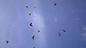 Бойные голуби КАЗАХСТАНА. Задираем молодежь. пока новых приучаю к кресту.