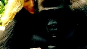 То, что сделала горилла с туристкой в джунглях, потрясло весь мир!