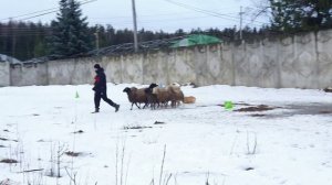 Тренировка по пастьбе, Фрай Винд Сахарок, 18.01.2025