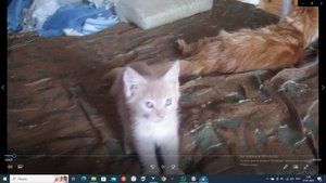 Мэйн-кун котёнок, метис смотрите какая разница, прошло всего 2 месяца